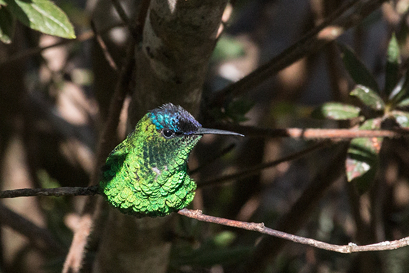 Violet-capped Woodnymph, Parque Nacional do Itatiaia, Brazil