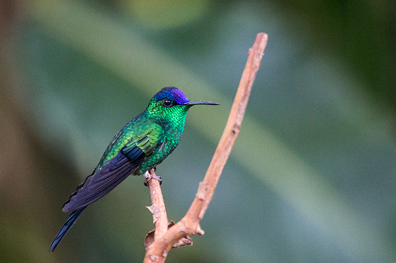 Violet-capped Woodnymph, Jonass Feeders, Folha Seca Road, Ubatuba, Brazil