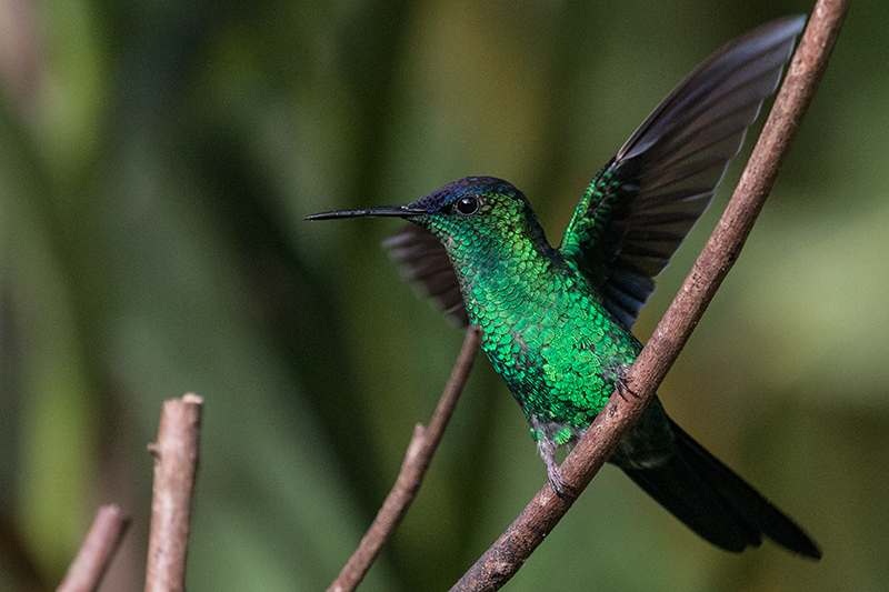 Violet-capped Woodnymph, Jonass Feeders, Folha Seca Road, Ubatuba, Brazil