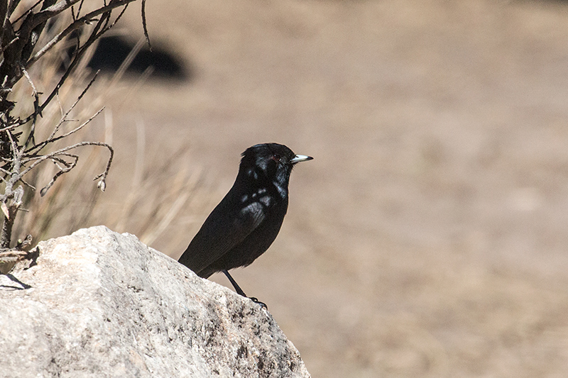 Velvety Black-Tyrant, Agulhas Negras Road,  Parque Nacional do Itatiaia, Brazil