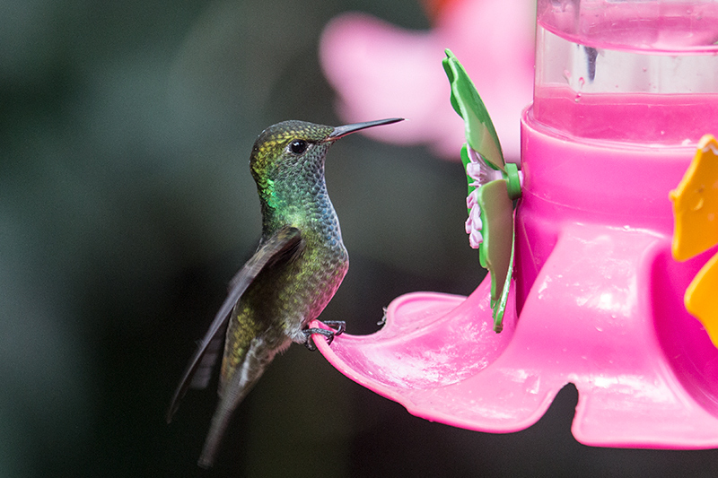 Versicolored Emerald, Jardin de los Picaflores, Puerto Iguaz, Argentina