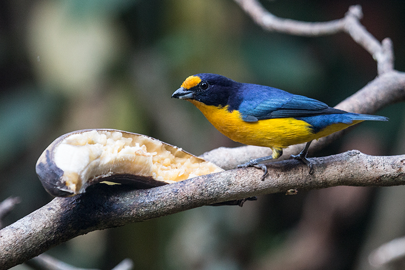 Violaceous Euphonia, Jardin de los Picaflores, Puerto Iguaz, Argentina