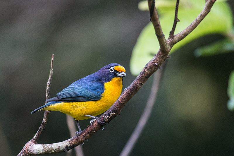 Violaceous Euphonia, Jonas's Feeders, Folha Seca Road, Ubatuba, Brazil