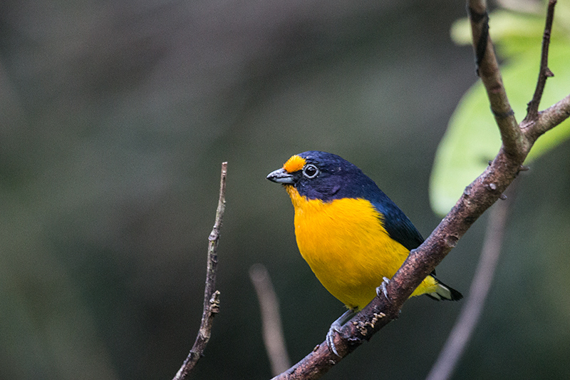 Violaceous Euphonia, Jonas's Feeders, Folha Seca Road, Ubatuba, Brazil