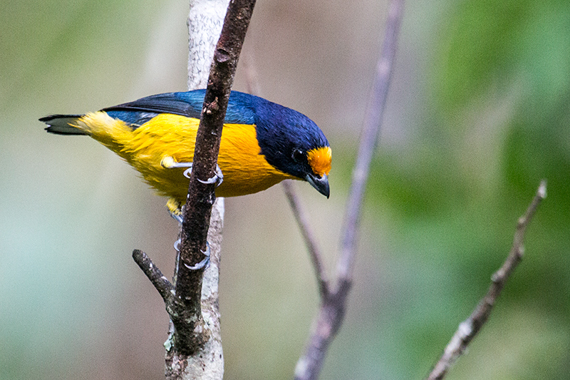 Violaceous Euphonia, Jonas's Feeders, Folha Seca Road, Ubatuba, Brazil