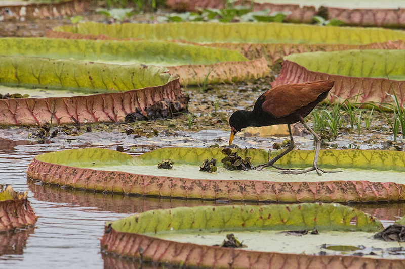 Wattled Jacana, Hotel Pantanal Norte, Porto Jofre, Brazil 