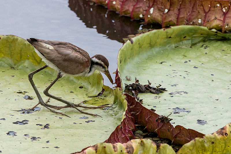 Immature Wattled Jacana, Hotel Pantanal Norte, Porto Jofre, Brazil 