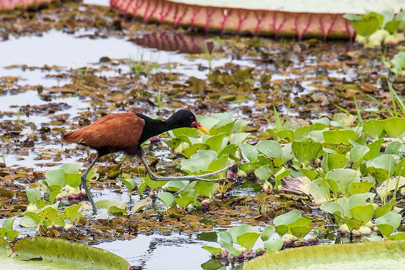 Wattled Jacana, Hotel Pantanal Norte, Porto Jofre, Brazil 