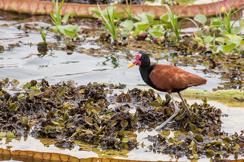 Wattled Jacana, Hotel Pantanal Norte, Porto Jofre, Brazil 