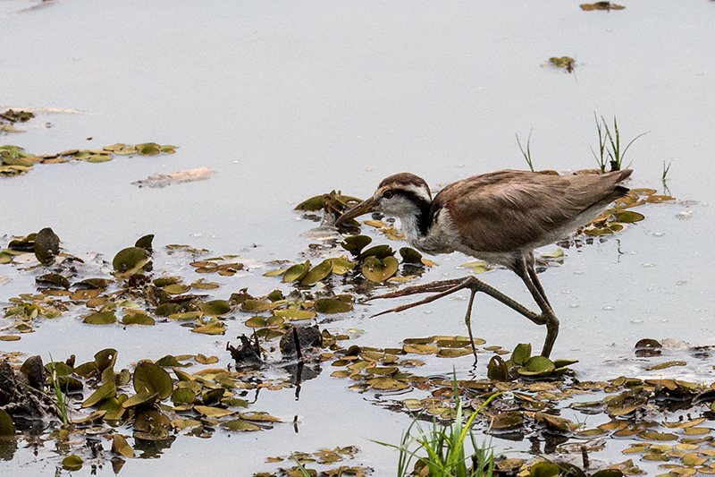 Immature Wattled Jacana, Hotel Pantanal Norte, Porto Jofre, Brazil 