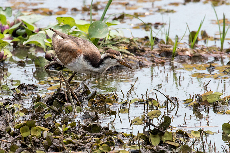 Immature Wattled Jacana, Hotel Pantanal Norte, Porto Jofre, Brazil 