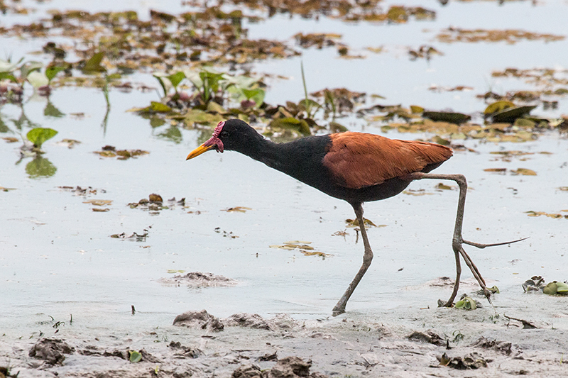 Wattled Jacana, Hotel Pantanal Norte, Porto Jofre, Brazil 