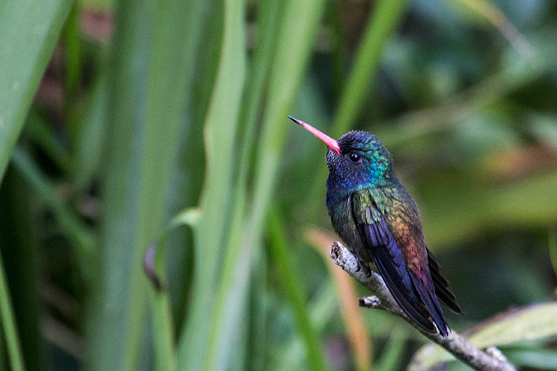 White-chinned Sapphire, Jonas's Feeders, Folha Seca Road, Ubatuba, Brazil