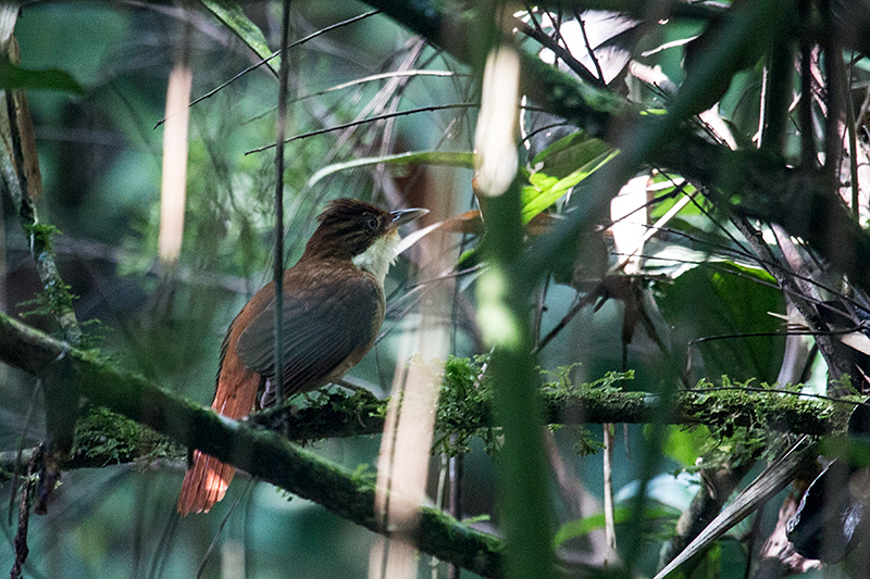 White-eyed Foliage-gleaner, Folha Seca Road, Ubatuba, Brazil