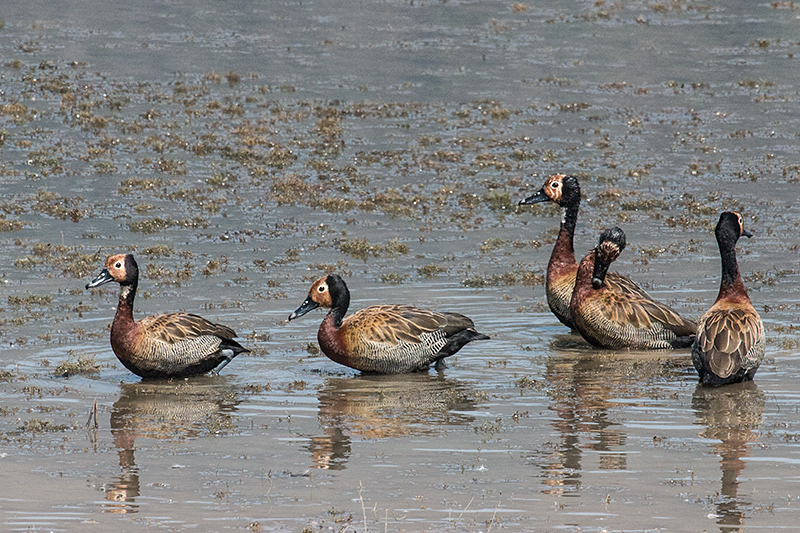 White-faced Whistling-Duck, Pousada Currupira das Araras, Brazil