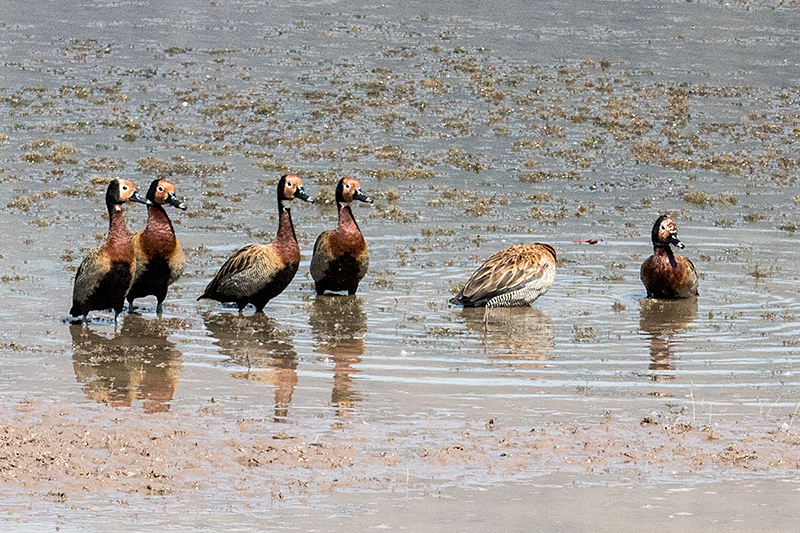 White-faced Whistling-Duck, Pousada Currupira das Araras, Brazil