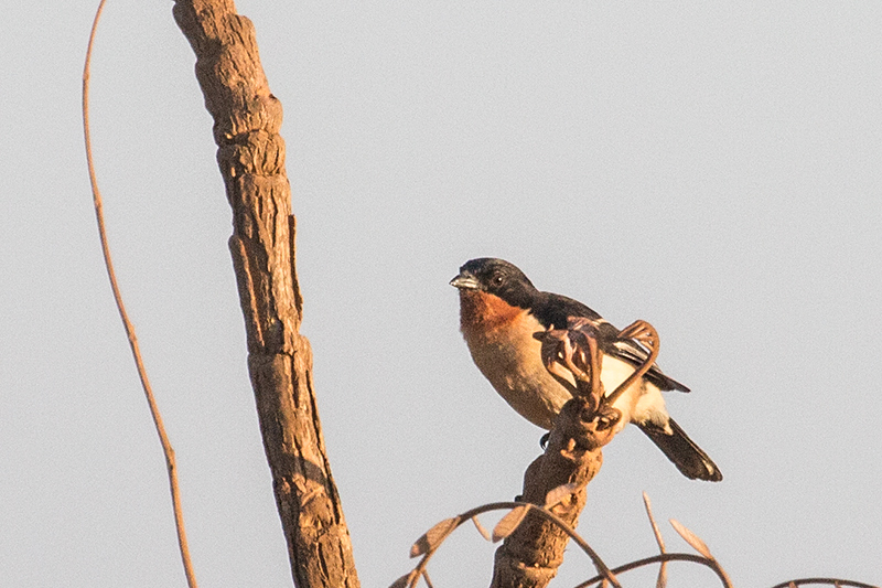 White-rumped Tanager, gua Fria Dirt Road, Brazil