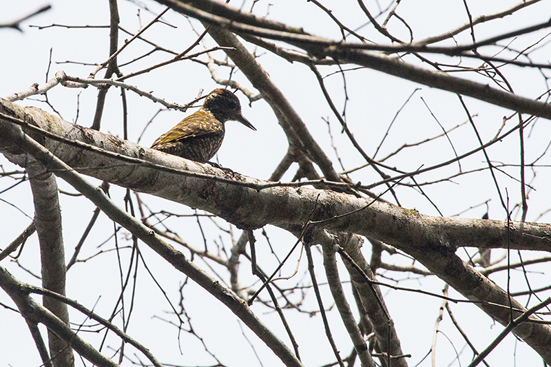 White-spotted Woodpecker, Parque Provincial Urugua-, Argentina