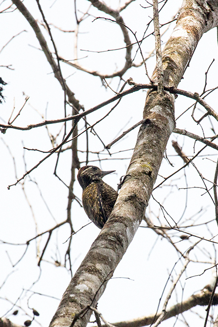 White-spotted Woodpecker, Parque Provincial Urugua-, Argentina