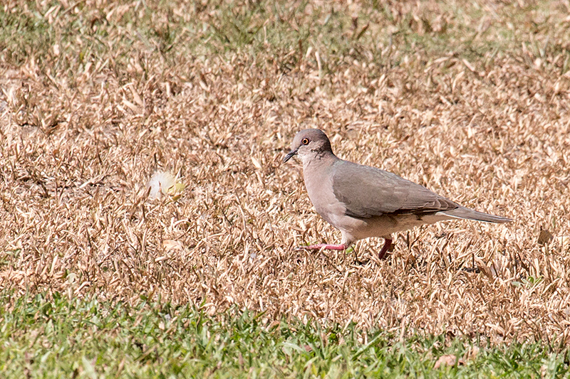 White-tipped Dove, Hotel Pantanal Norte, Porto Jofre, Brazil 