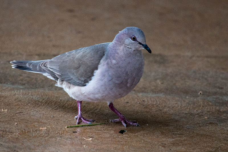 White-tipped Dove, Pantanal Mato Grosso Lodge, Brazil