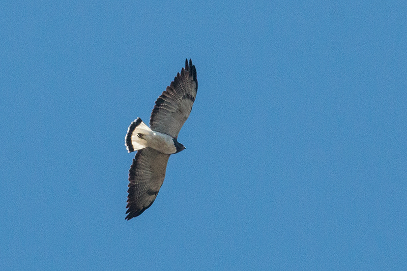 White-tailed Hawk, Agulhas Negras Road,  Parque Nacional do Itatiaia, Brazil