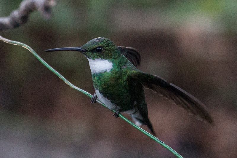 White-throated Hummingbird, Hotel do Ype,  Parque Nacional do Itatiaia, Brazil