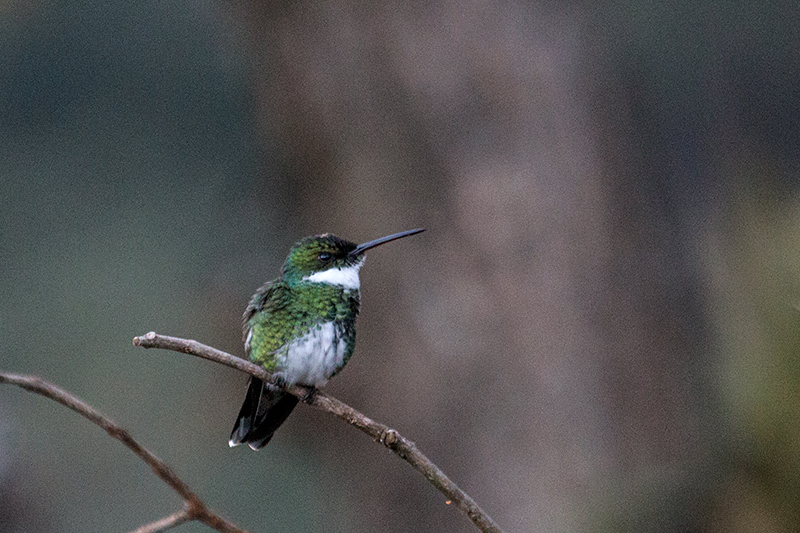 White-throated Hummingbird, Hotel do Ype,  Parque Nacional do Itatiaia, Brazil