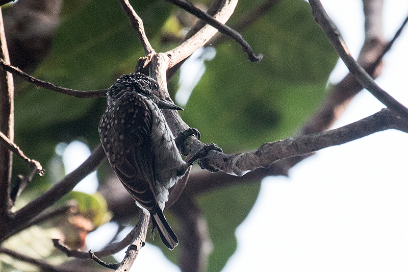 White-wedged Piculet, Transpantaneira Highway, Brazil 