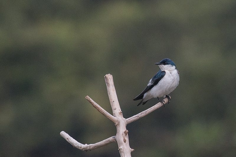 White-winged Swallow, Pixiam River, Brazil