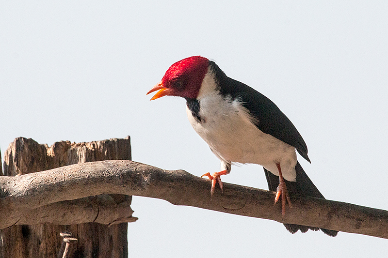 Yellow-billed Cardinal, Rest Stop, Transpantaneira Highway, Brazil 