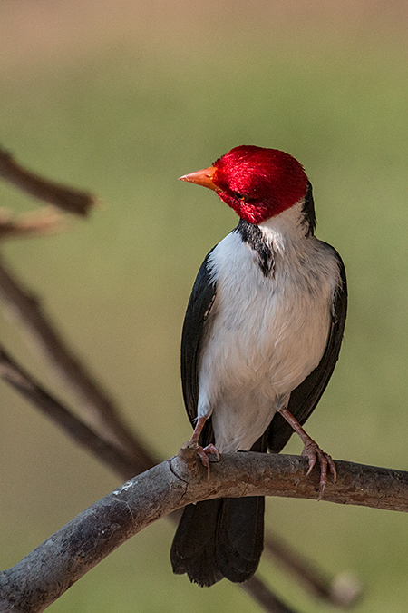 Yellow-billed Cardinal, Rest Stop, Transpantaneira Highway, Brazil 