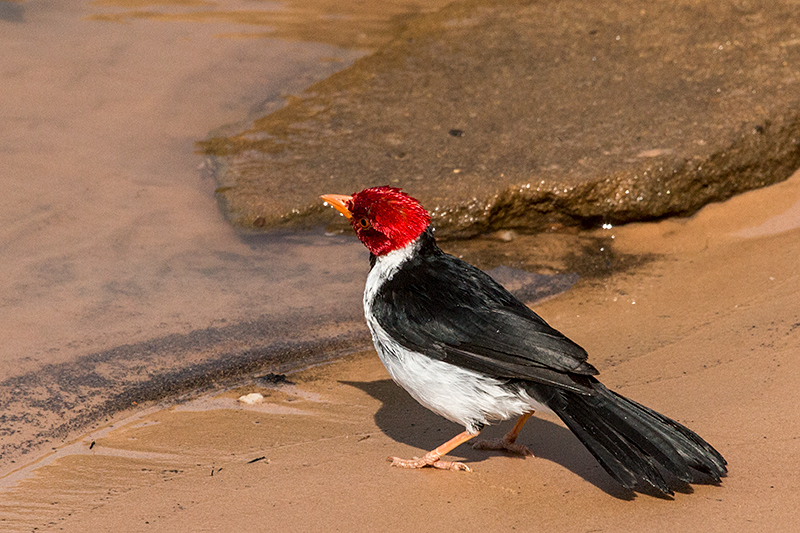 Yellow-billed Cardinal, Hotel Pantanal Norte, Porto Jofre, Brazil