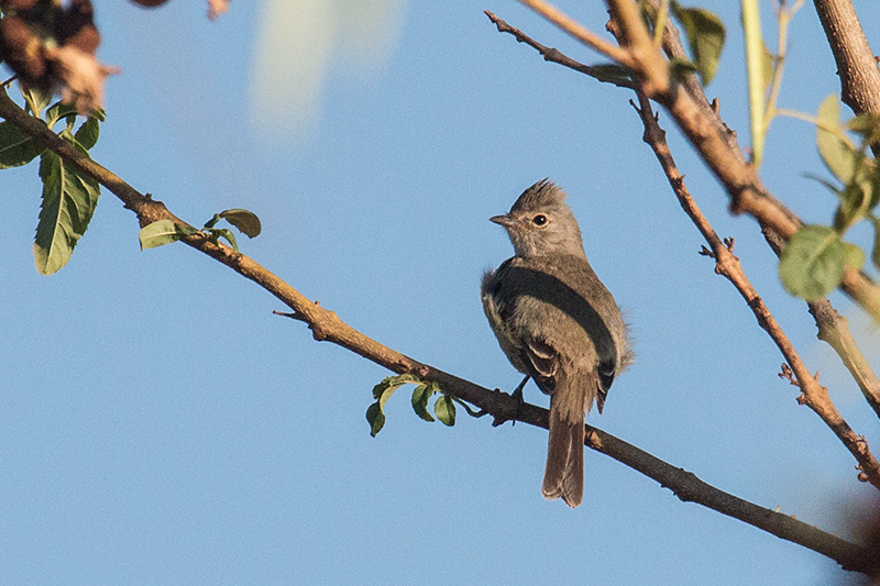 Yellow-bellied Elaenia, gua Fria Dirt Road, Brazil