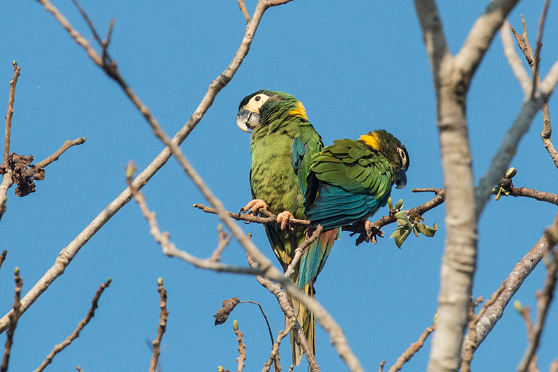 Yellow-collared Macaw, Transpantaneira Highway, Brazil 