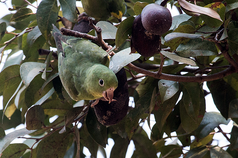 Yellow-chevroned Parakeet, Hotel Pantanal Norte, Porto Jofre, Brazil 