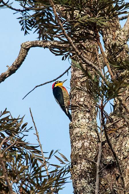 Yellow-fronted Woodpecker, Iguaz National Park, Argentina