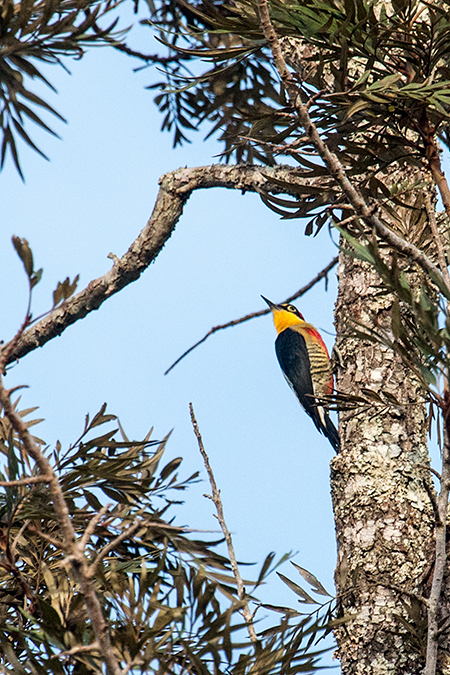 Yellow-fronted Woodpecker, Iguaz National Park, Argentina