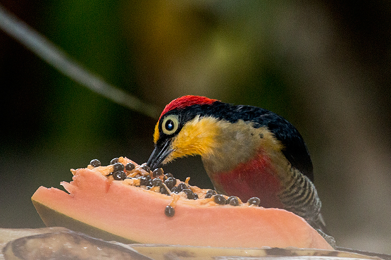 Yellow-fronted Woodpecker, en route Caraguatatuba to Ubatuba, Brazil