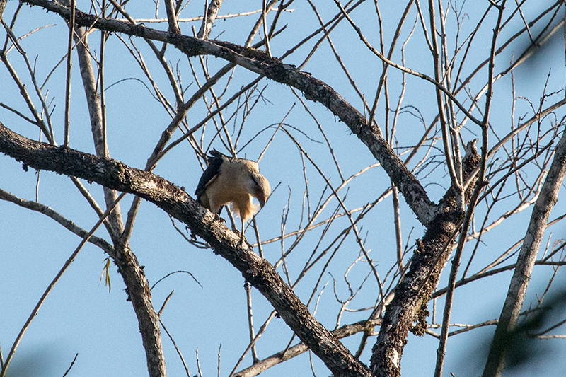 Yellow-headed Caracara, Capricornio Ranch Dirt Road, Brazil 