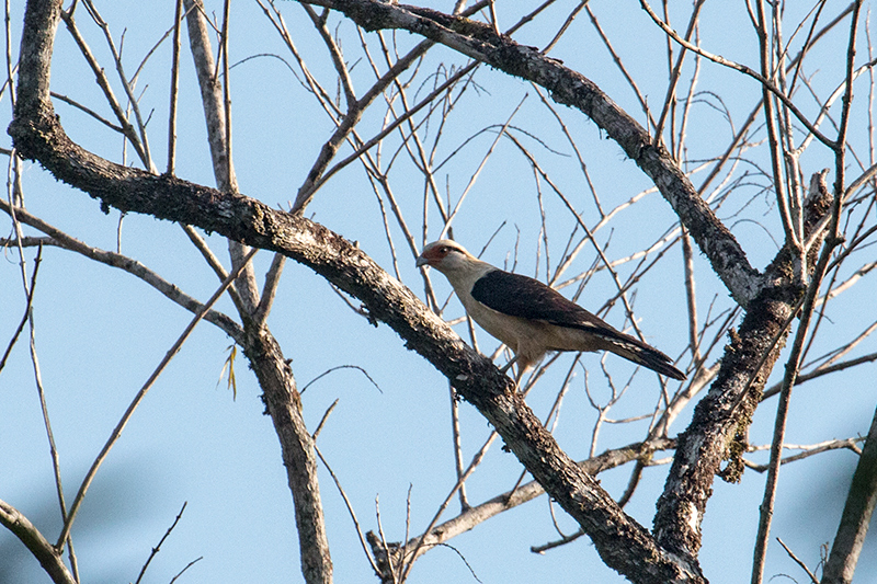 Yellow-headed Caracara, Capricornio Ranch Dirt Road, Brazil 