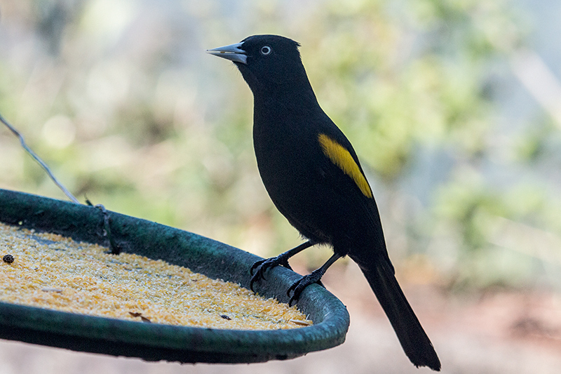 Yellow-rumped Cacique, Parque Nacional do Itatiaia, Brazil