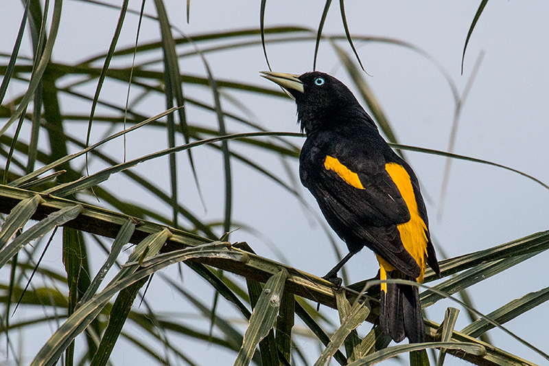 Yellow-rumped Cacique, Hotel Pantanal Norte, Porto Jofre, Brazil