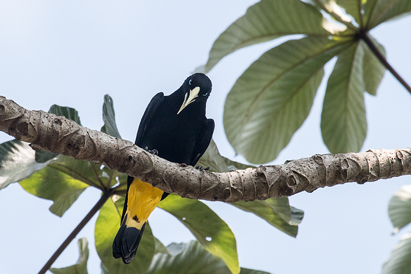 Yellow-rumped Cacique, Pousada Jardim da Amazonia, Brazil