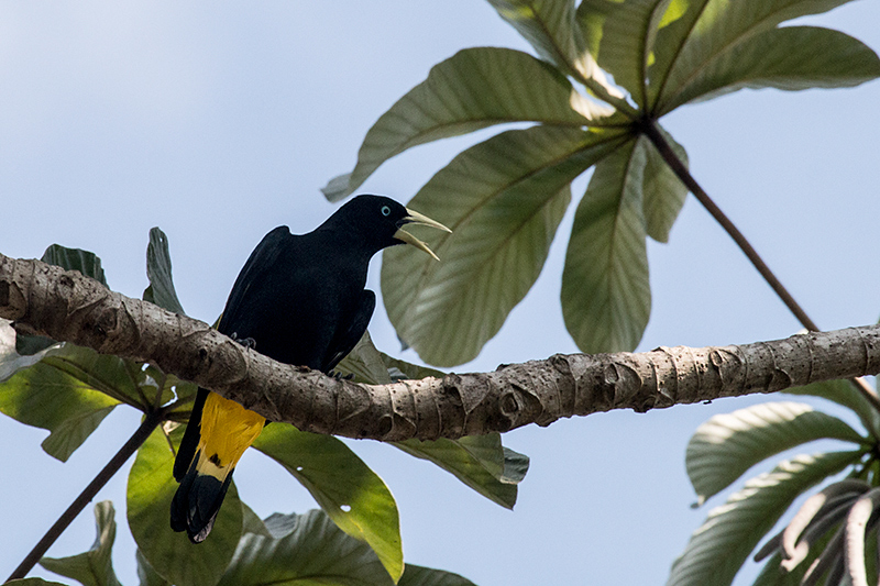 Yellow-rumped Cacique, Pousada Jardim da Amazonia, Brazil