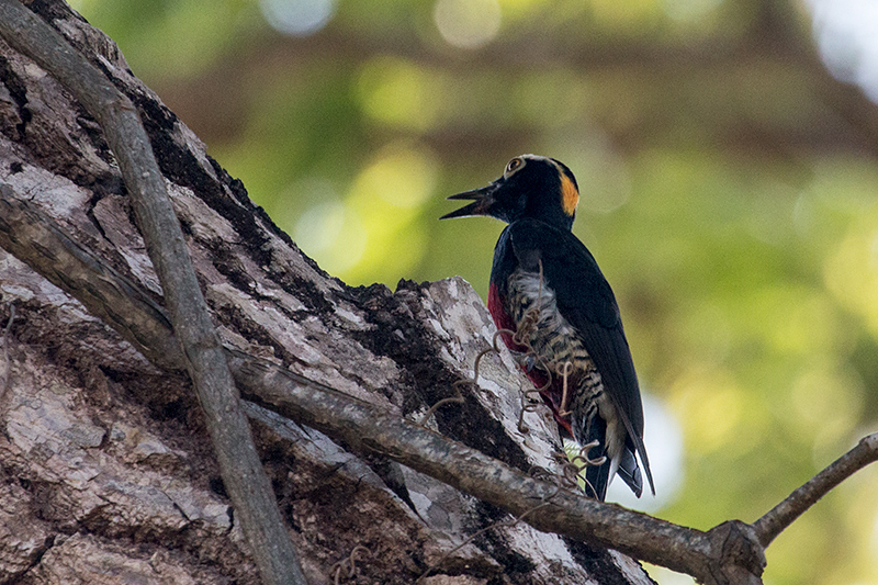 Yellow-tufted Woodpecker, Pousada Currupira das Araras, Brazil