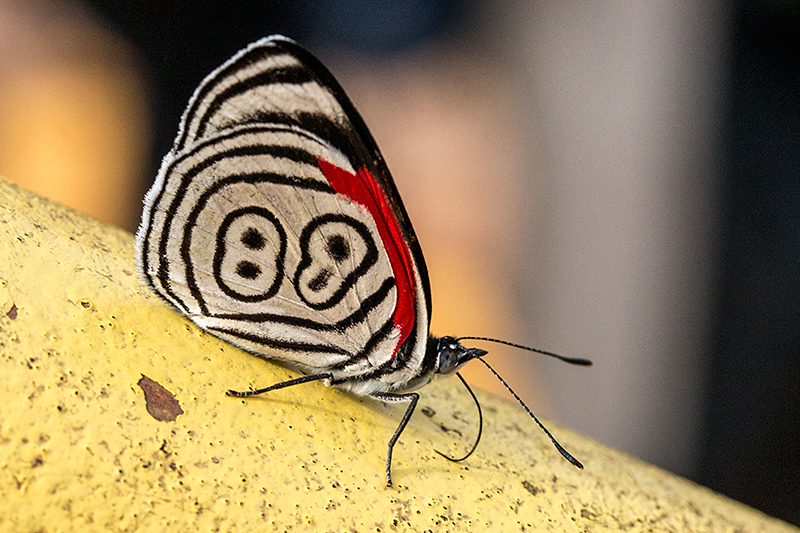 Anna's 88 Butterfly, Parque Nacional do Iguau, Brazil