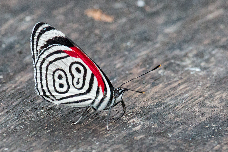 Anna's 88 Butterfly, Parque Provincial Urugua-, Argentina