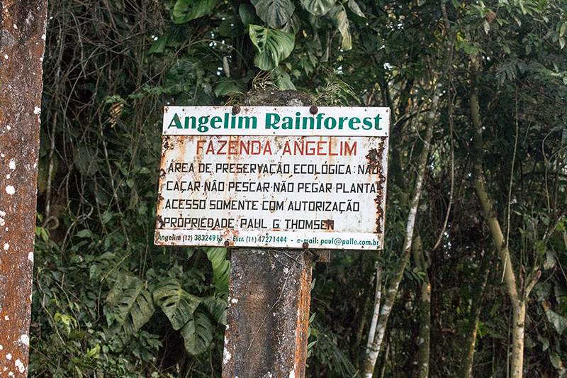 Angelim Rainforest, Brazil 