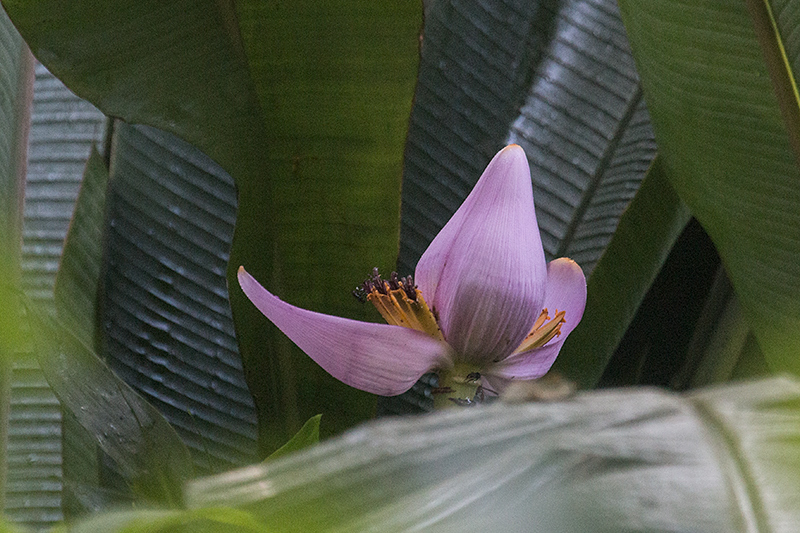 Banana Flower, Angelim Rainforest, Brazil 